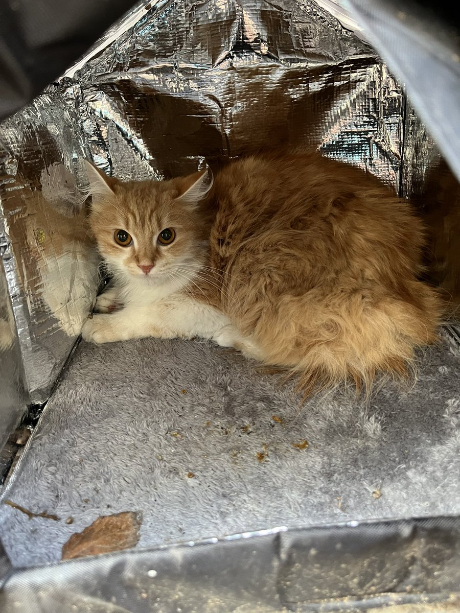 bizim sokağa bir kedi atılmış, çok ürkek boynuma sarıldı korkudan. kedi evine sığınmıştı,mama yediremedim aşırı panik halde. cins ya da kırma, tam anlayamadım. çok güzel, yumuşacık bir hayvan. çok acil, geçici ya da kalıcı yer arıyorum. yaşını, cinsiyetini bilmiyorum. #istanbul