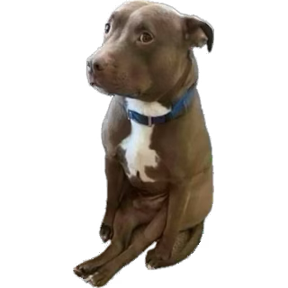 *;- doll -;* tweet media