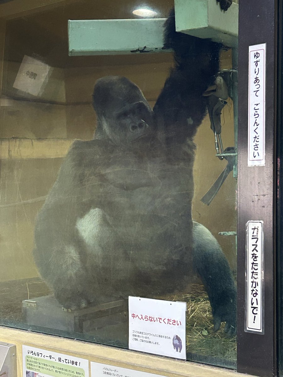 あしたのアチョー tweet media