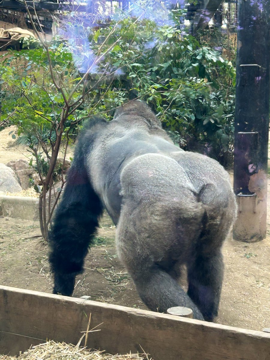 あしたのアチョー tweet media