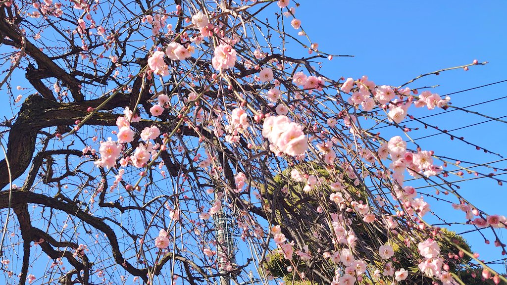新宿シティハーフマラソンで交通規制された信濃町駅前の道路をランナーが駆け抜けてゆく。四谷総鎮守・須賀神社に参拝。新海誠監督「君の名は。」聖地の階段はアジア圏観光客に今も人気。武蔵野台地の山手、赤坂に向かって落ち込む谷の崖線上には多くの寺が集まる。とある寺院の境内の枝垂れ梅が見事。