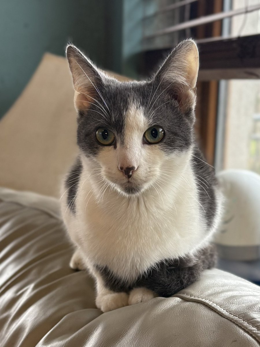 doogarry's tweet image. Our gorgeous baby. The boys called him Megatron but he’s just #Madcat now.