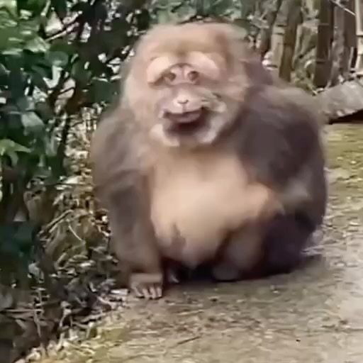 iyhenry_'s tweet image. não sabia que planta opinava agr