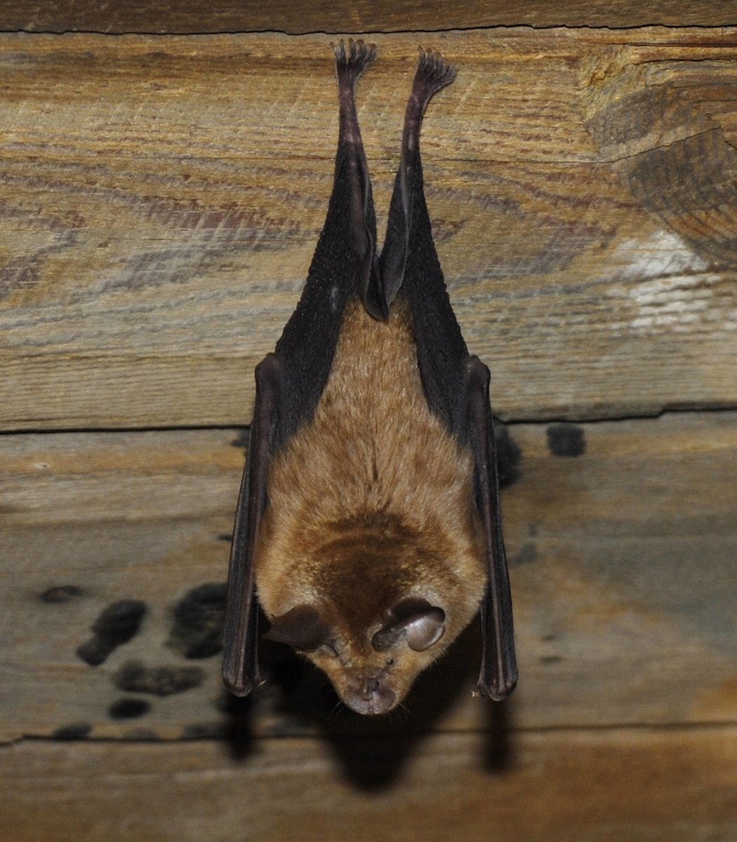 pubity's tweet image. India is scrambling to contain the Nipah virus, a lethal pathogen that has transferred to humans from bats and currently has no cure or treatment.

5 human cases are confirmed and over 100 people are already quarantined.