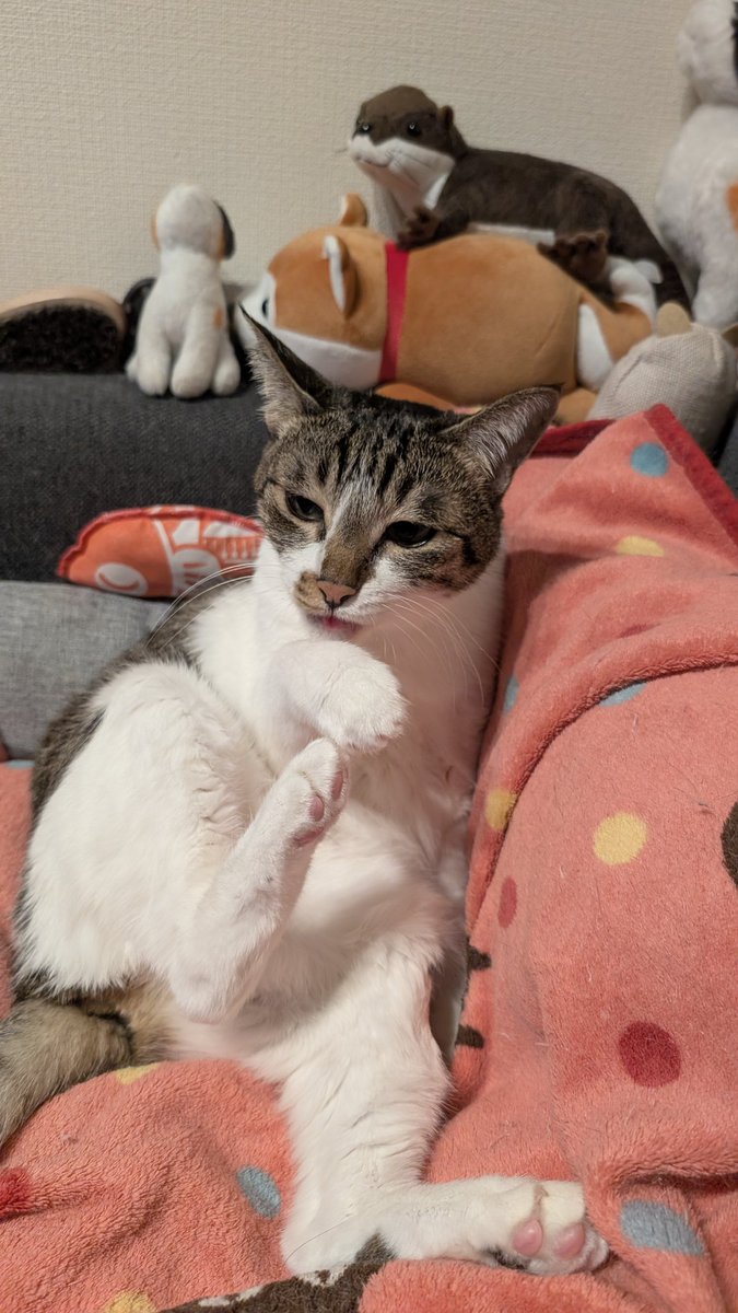 blue_noracat's tweet image. 動画や長文が優遇されるアルゴリズムが実際に有効に働いているのかここ数日確かにインプががくんと下がって通知欄も平和  というわけでこれは限られた人のところにしか流れていかないラッキーおﾆｬｯﾄですお納めください