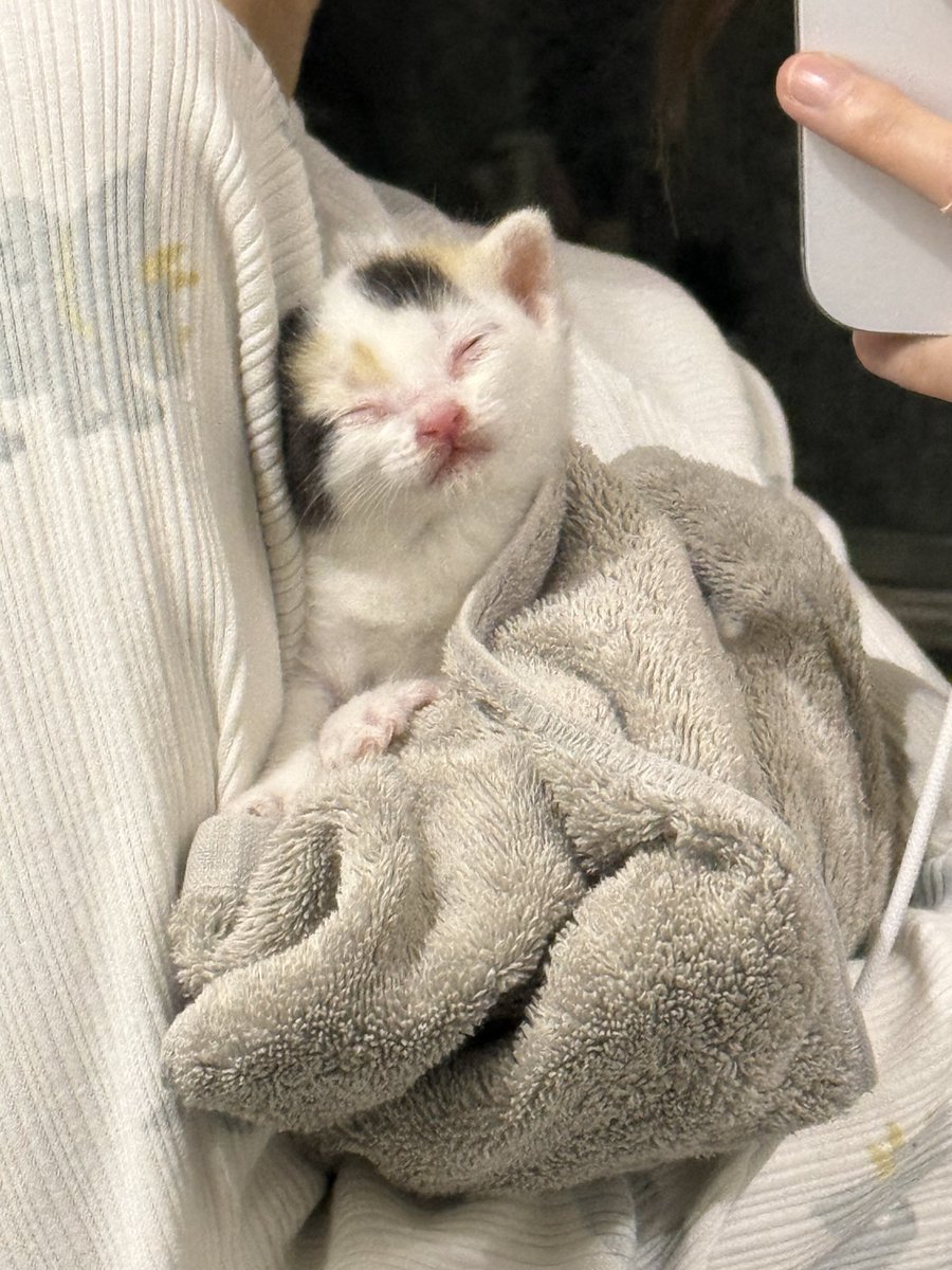 ななつき•*¨*•.¸♬︎ 藍月なくる / Aitsuki Nakuru - YouTube