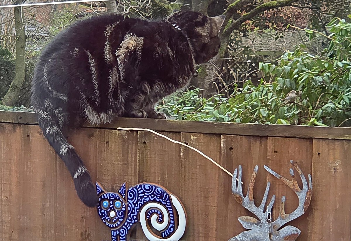 I'm doing #BigGardenBirdwatch today, can you see the sparrow I'm watching? 😹 Dadmin has posted our results online (No birds were harmed during the making of this post)🐾❤️ #Betty #CatsOfX #CatsOfTwitter