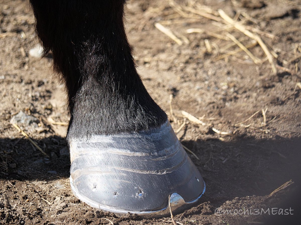 今日は滅多に見れない、良い体験できたなぁ☺️

装蹄師さんの造鉄作業風景を間近で見るという…

しかも舎長さんのわかりやすい説明付きという…

外したての蹄鉄までいただき…!!

めっちゃ贅沢時間でした✨️

旅人牧舎。様、重ねてになりますが、
ありがとうございました😊

(別媒体にもUP済み)