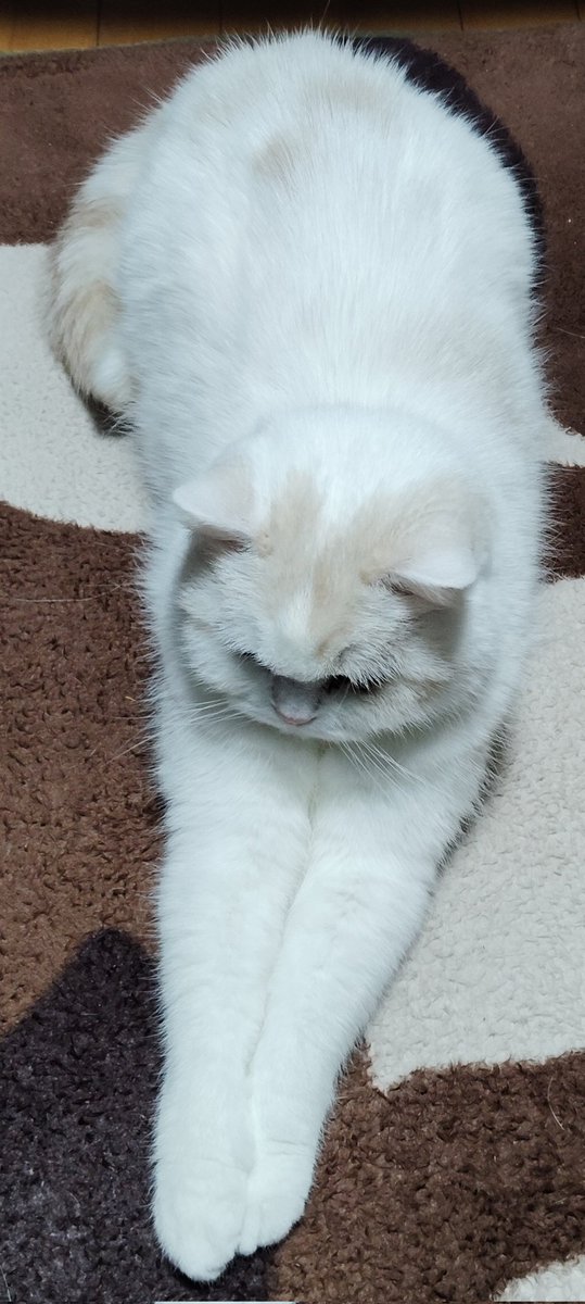 福ちゃん (@fukuchanwhite) on X