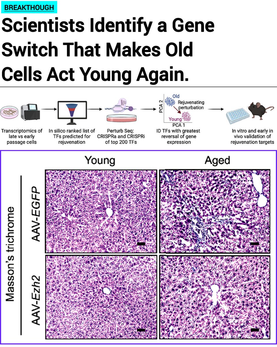 SciTechera's tweet image. Interesting 

CELLULAR AGING BREAKTHROUGH

Scientists may have found a molecular blueprint to revive old cells. A new UCSF study identified four key transcription factors, E2F3, EZH2, STAT3, and ZFX, that can push aged cells back into a youthful state.

By reactivating this gene…