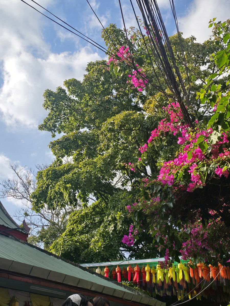 #미도in치앙마이 DAY11.