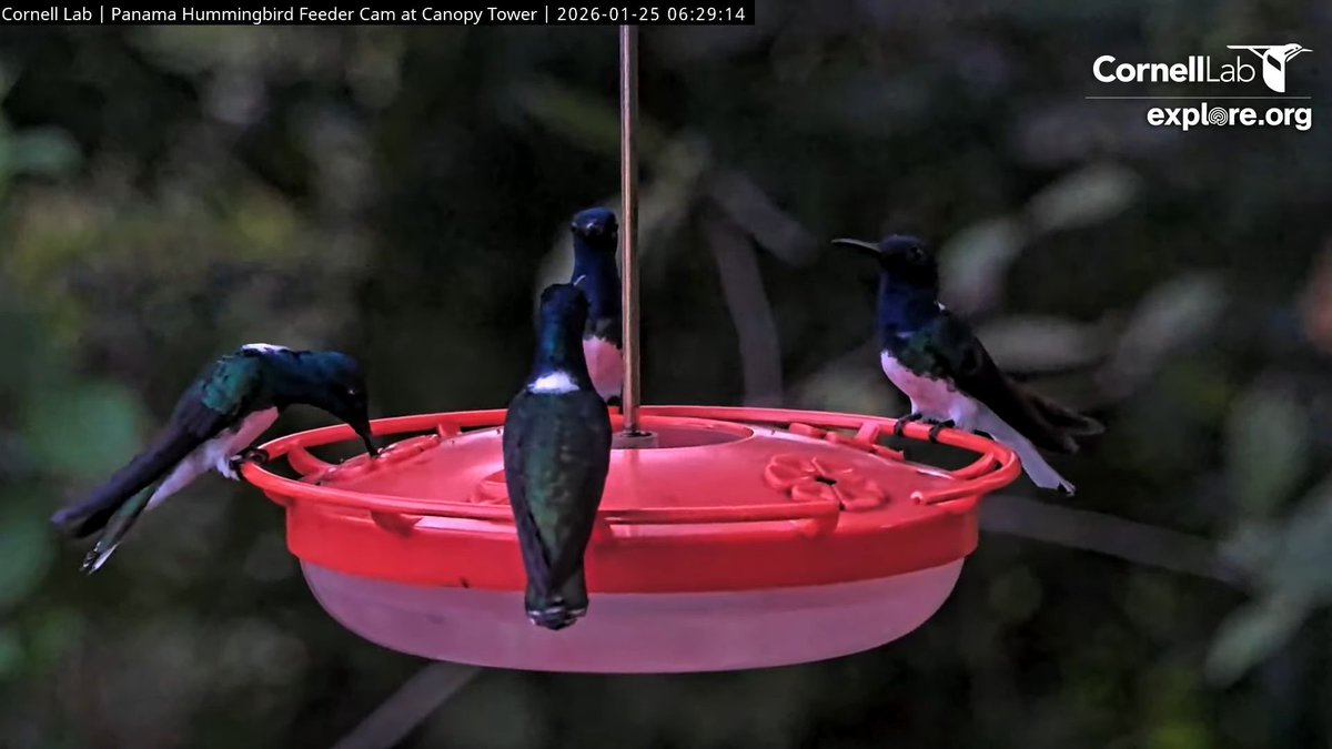 PanamaFruitFeederCam tweet media