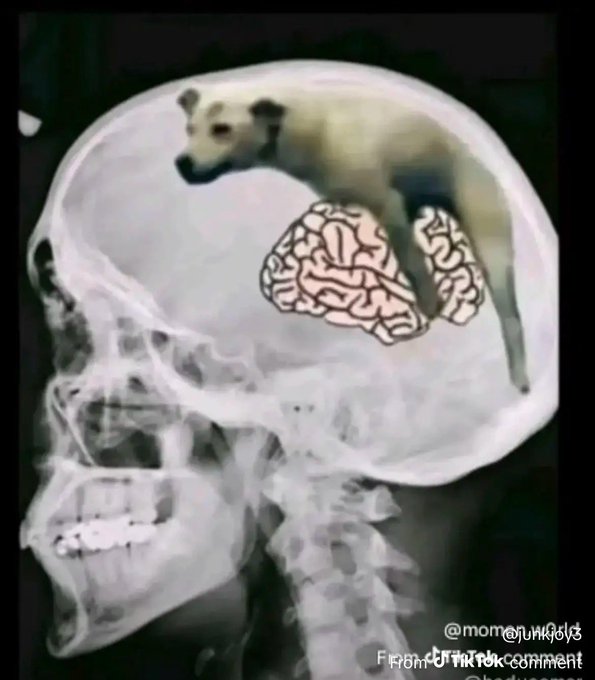 TWCommanderCat's tweet image. 这么想没毛病啊，我不管卖不卖的，淫乱就是事实，哪天意外怀孕或传上个艾滋病就老实了

人教人教不会，事教人一教就会。你本人若有几分姿色就天天约炮看看什么时候得病，没这本事就天天去嫖娼，也算是给科学和社会学事业做贡献了😅

别看正常中国男性就瞎骂了好吗