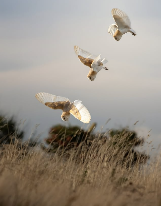 Norfolk Wildlife Trust tweet media