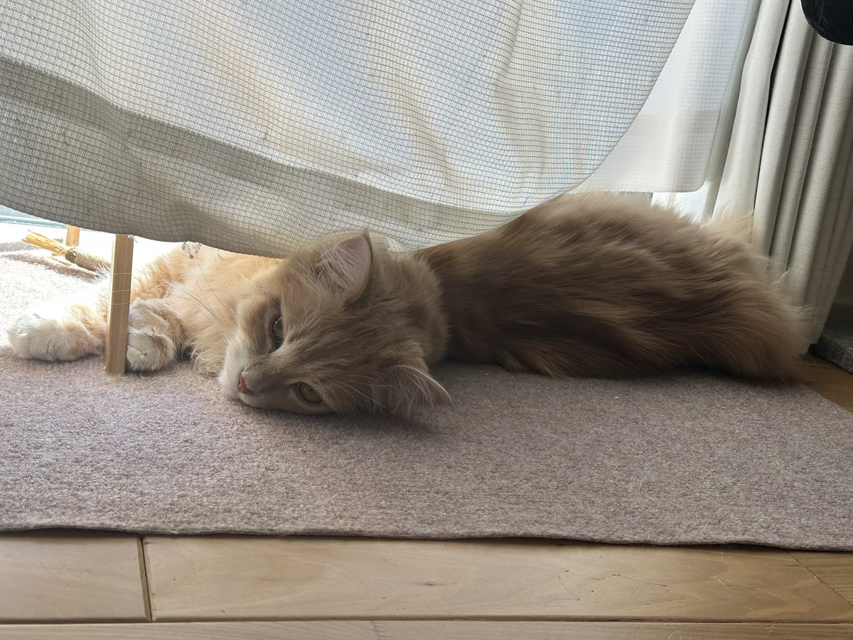 すくすくと育ち、まだ1歳2ヶ月なのに私好みのイケおじに😍
鳥と勝手が違いすぎて戸惑ってバタバタしてるうちに、あとちょっとで一緒に過ごして1年だなぁ。
食生活以外は甘やかすからわがままボーイに育ってます。