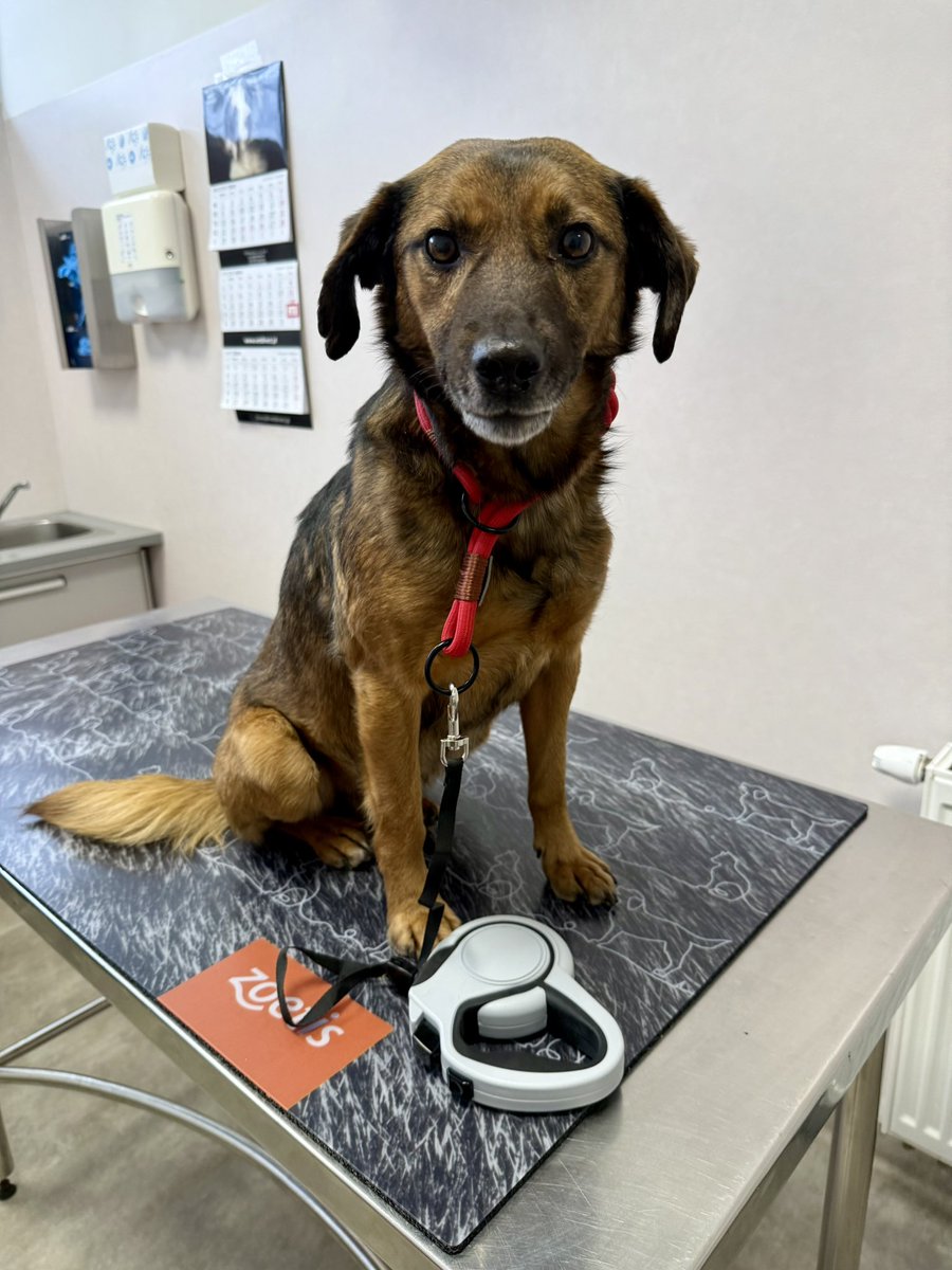 Miała być zwyczajna, reporterska relacja z Sobolewa, tymczasem… 🦮 Pierwsza noc w normalnych warunkach za nami 😁 ostatnie miesiące spędził w “słynnym” Sobolewie. Najspokojniejszy pies świata 😁 zwłaszcza ku uciesze kota (koty są dla niego przezroczyste) 😻 Trzymajcie kciuki ✊