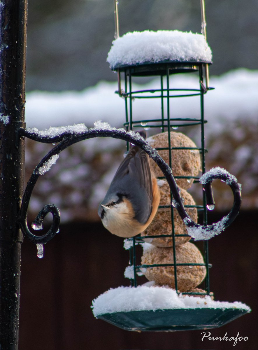 Punkafoo1's tweet photo. Nuthatch on bird feeder in the snow. 
#canonphotography #birdphotography #nuthatch https://t.co/gGwt6f9oA8