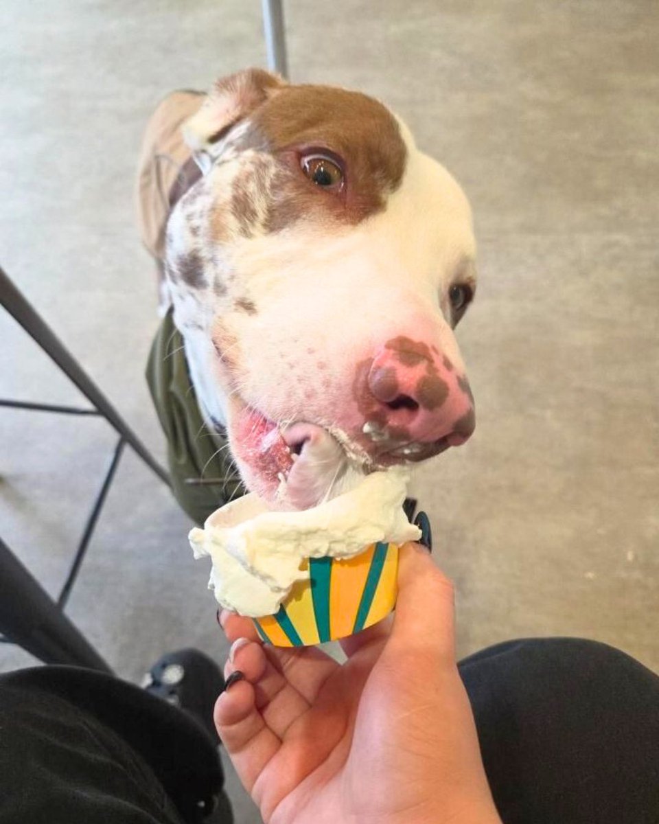 Dogs Trust 💛🐶 tweet media