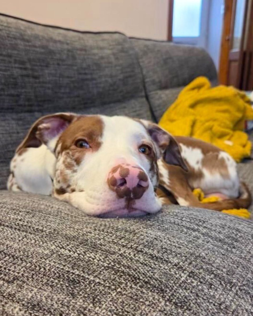 Dogs Trust 💛🐶 tweet media