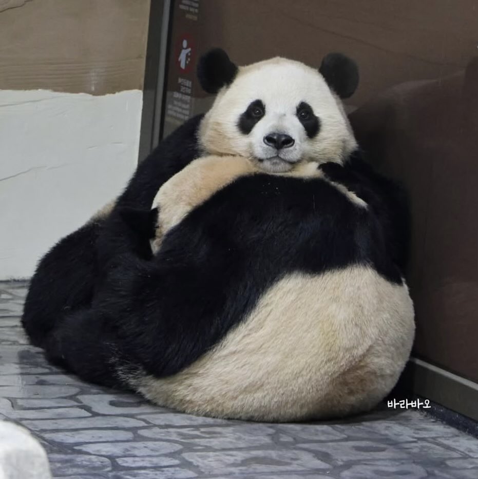 나눈 언니가 너무 좋아 ෆ˃̶͈̑.˂̶͈̑ෆ

#루이바오 #Ruibao 
#후이바오 #Huibao