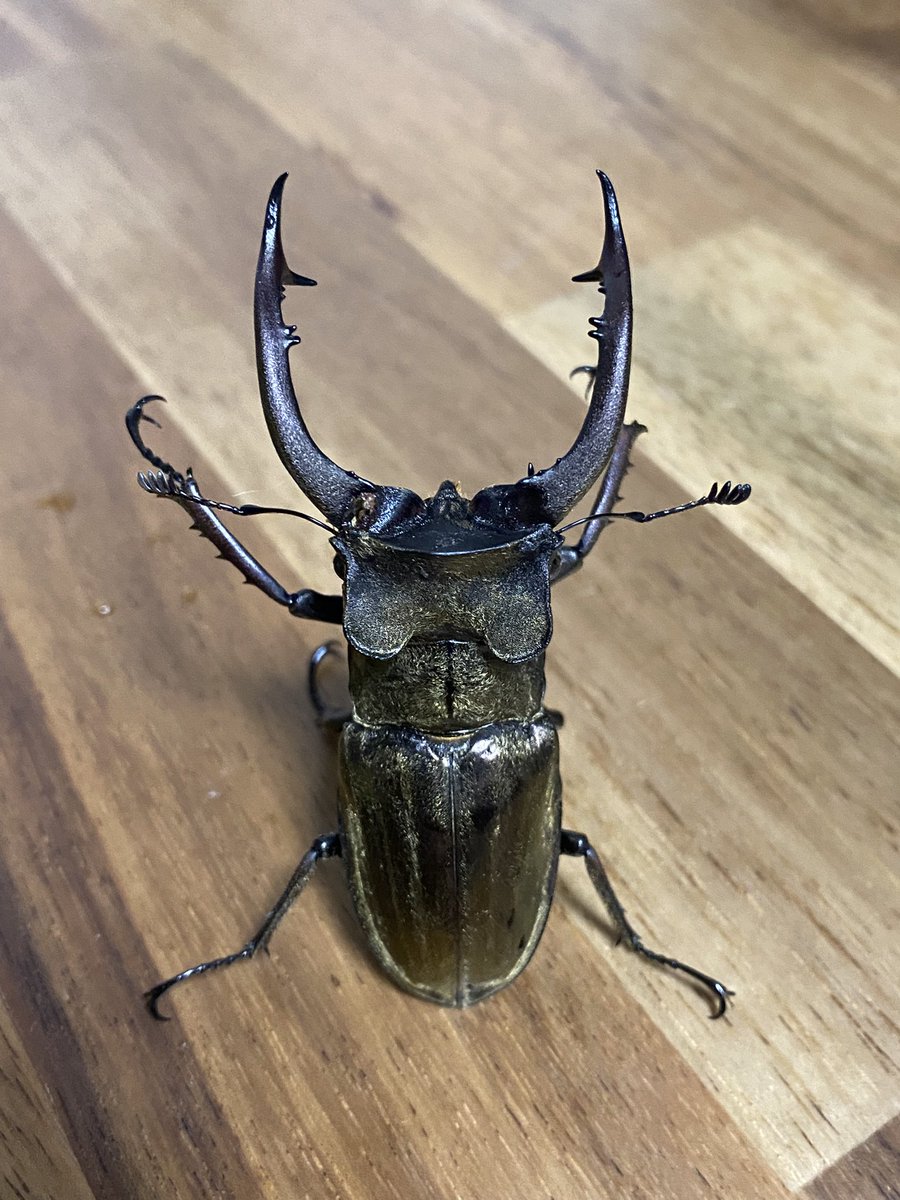 ささき (@sasaki_628212) / Posts / X