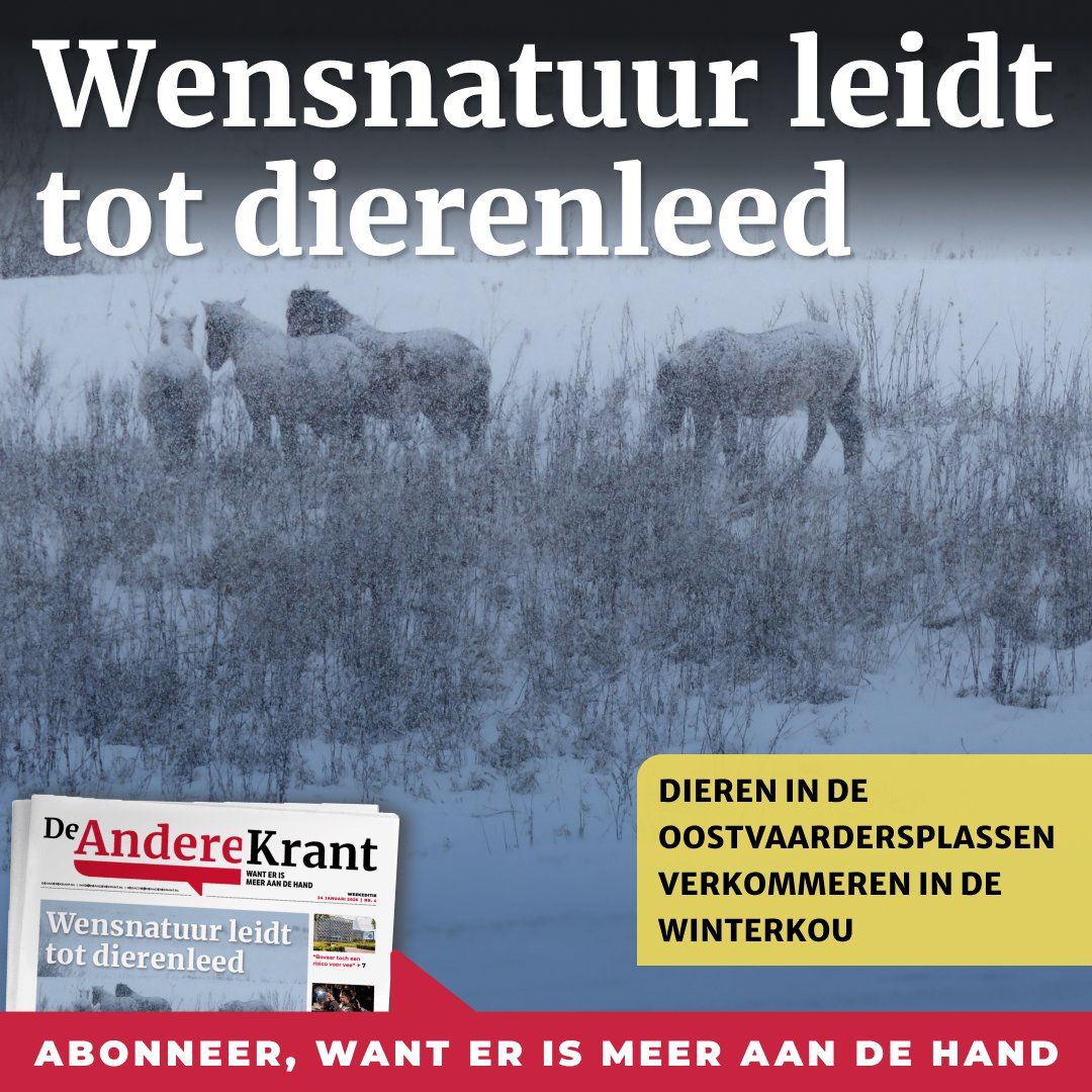 Konikpaarden en Heckrunderen die met moeite hun eten bij elkaar schrapen onder de sneeuw en vermageren: de winterse weersomstandigheden van begin januari zorgen voor schrijnende taferelen in De Oostvaardersplassen. Omdat de dieren als ‘wild’ worden beschouwd, mogen ze niet zomaar
