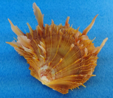 トゲウミギクガイ といいます(^O^) #貝 #貝殻 #標本 #コレクション #二枚貝