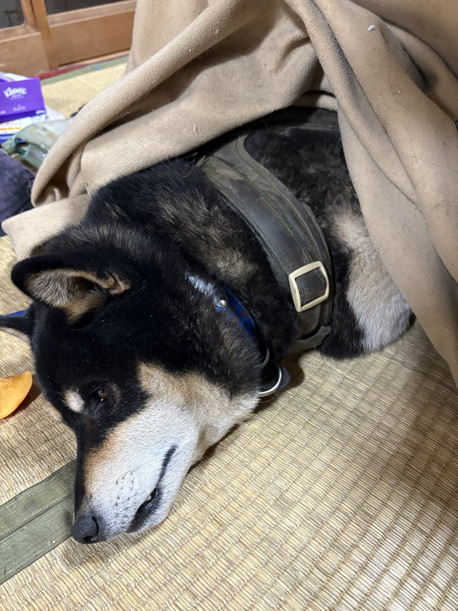 🐶寒い🥶ので、こたつに入ってます😅