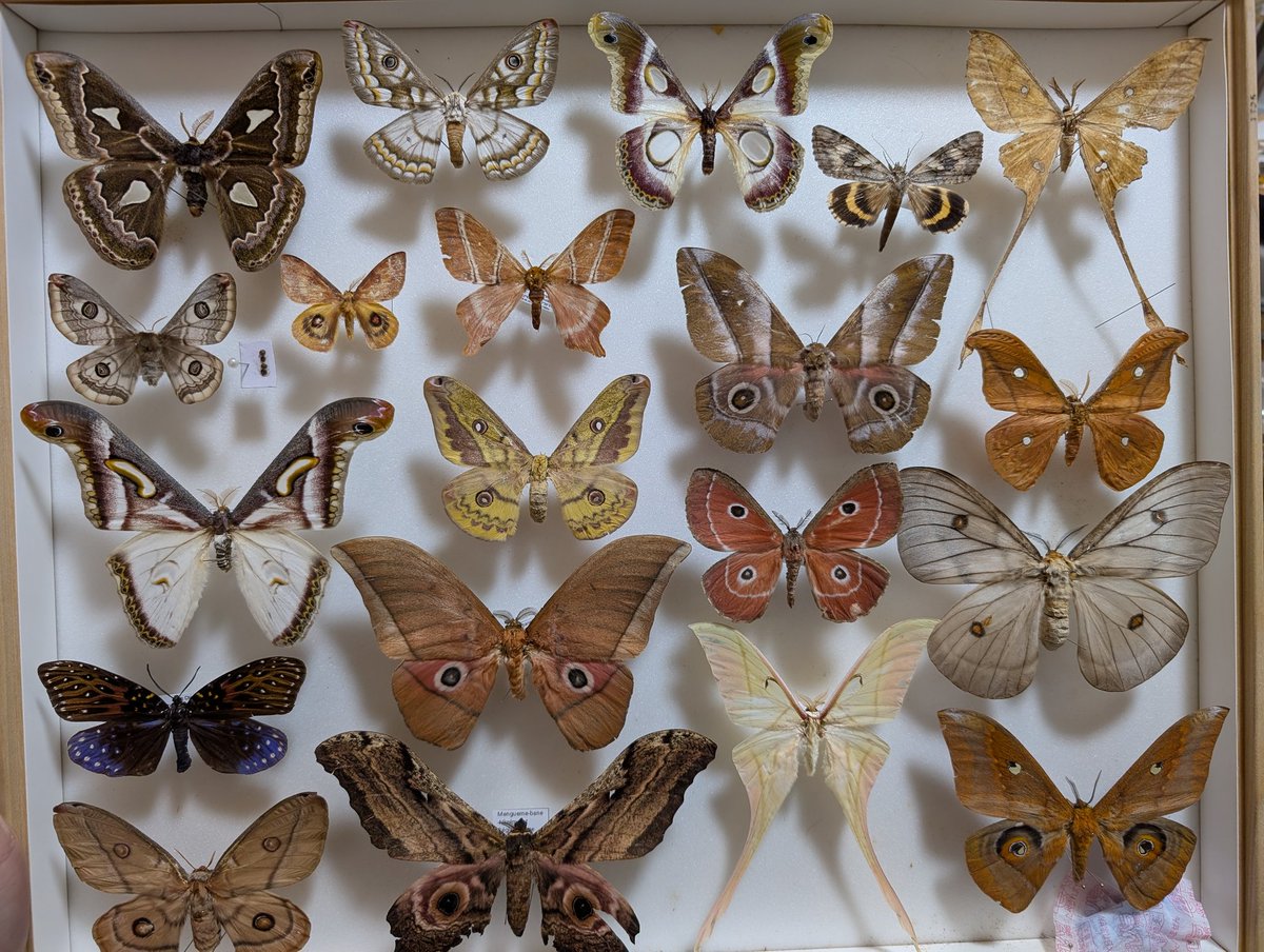 Qoo(*´꒳`*) ＋ねずみ M0 (@mom0mom0mom0m00) / Posts / X