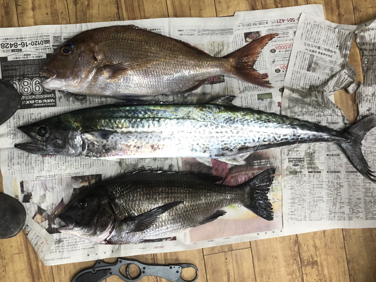 ロヒサマ (@lure46) / Posts / X