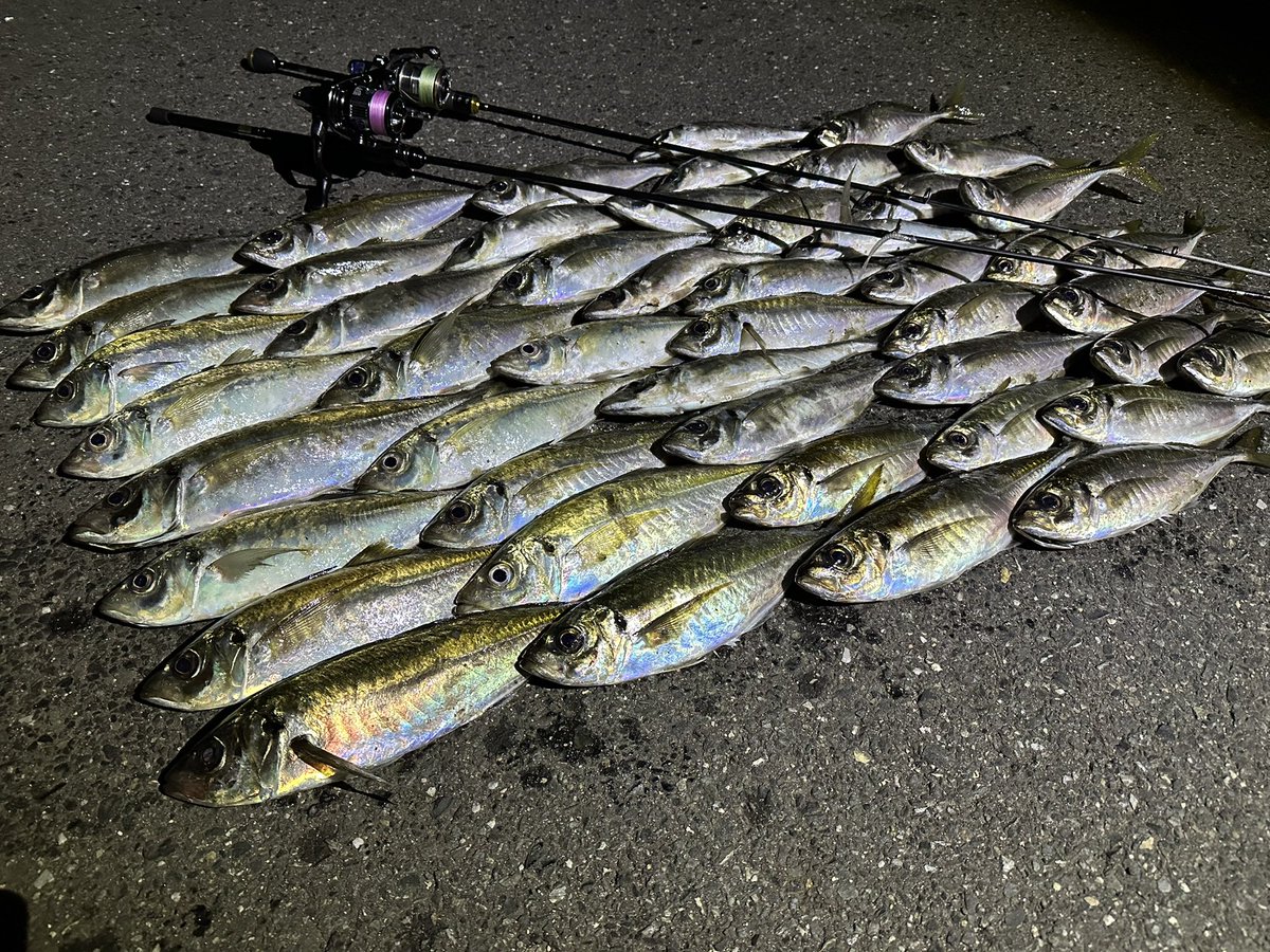 TotoSizen's tweet photo. THE DAY🎣 https://t.co/xS6yiRyXg4