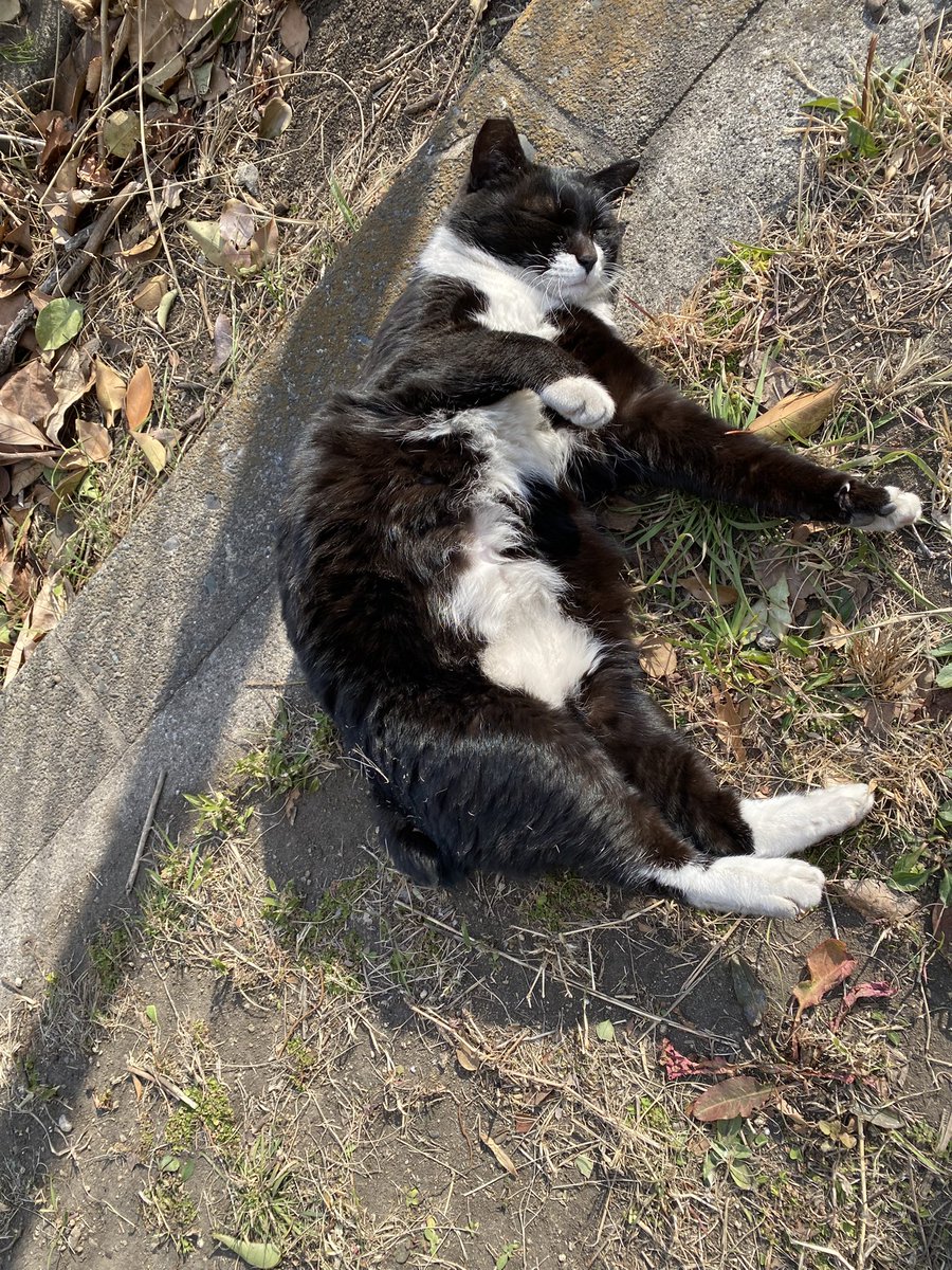 Post by にゃん太郎 on X: こんばんニャ😸