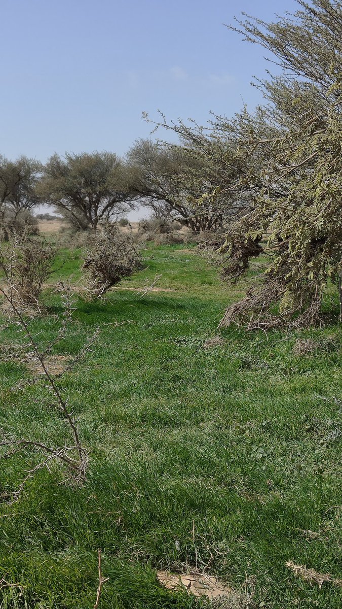 غرب ابالورود شمال شرق القصيم 
📸 ابو علي |  <a href="/A_AL_JARDAN/">عبدالله بن علي الجردان</a>