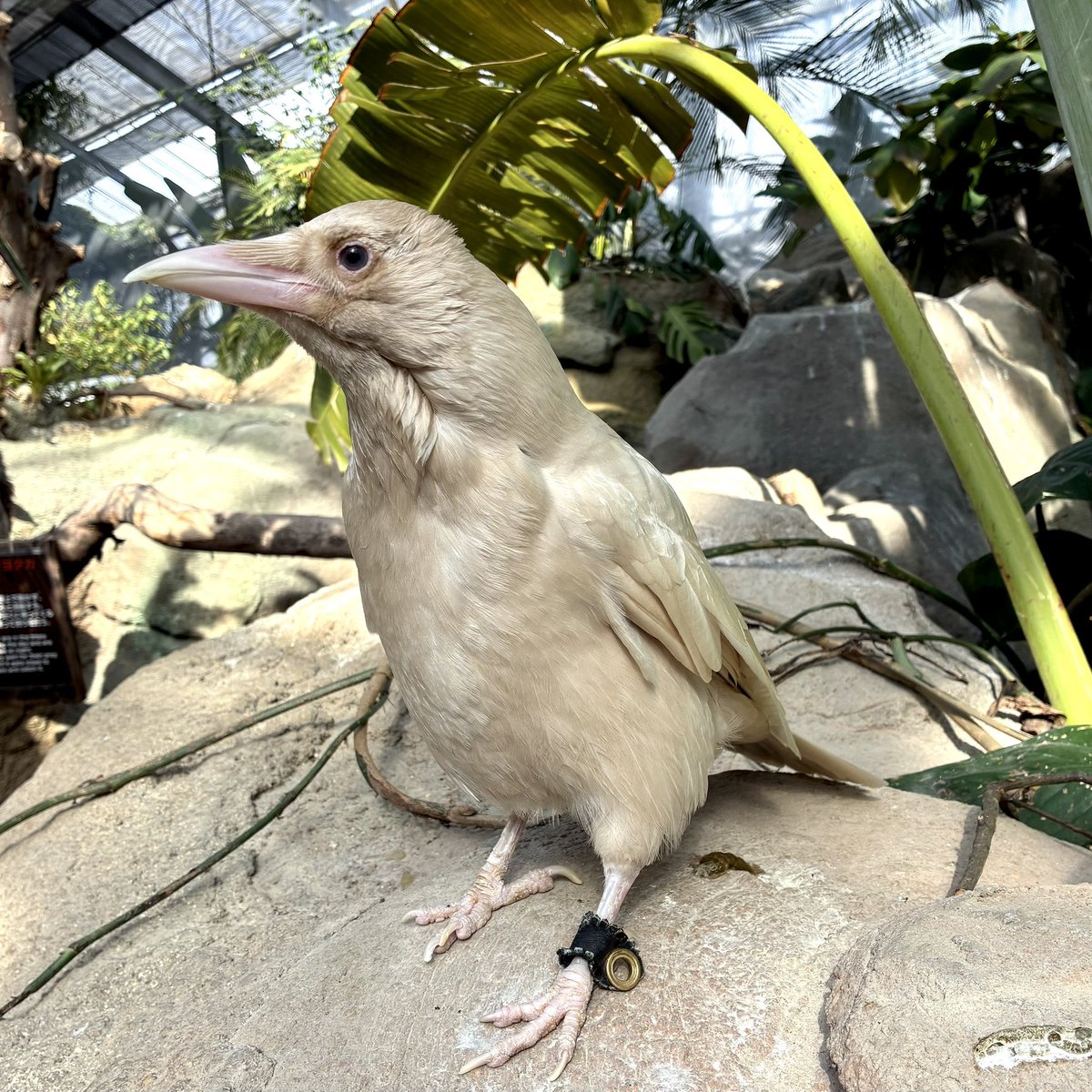 神戸どうぶつ王国。ゾウガメ、リスの森、コビトカバの親子、白いカラス。お腹いっぱい。