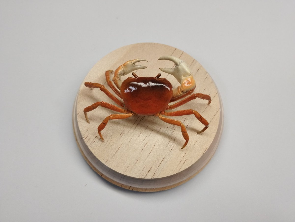 剥製 うぉりゃぁぁぁ〜！！！ 意地と執念で修復してやったぜ🦀✨