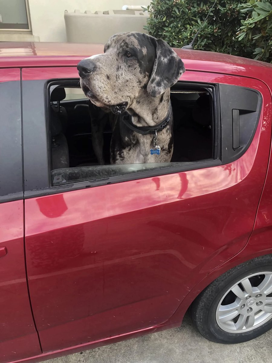 SilviaMylo's tweet image. Cuando lo recogí del refugio, me dijeron:
- Va a crecer mucho.
En ese momento sólo sonreí: "Está bien, podré con eso".
Ahora sentado, mirándolo en el coche, me doy cuenta de que subestimé totalmente la palabra «mucho».
No sólo ha crecido, ha ocupado medio coche, medio corazón y…