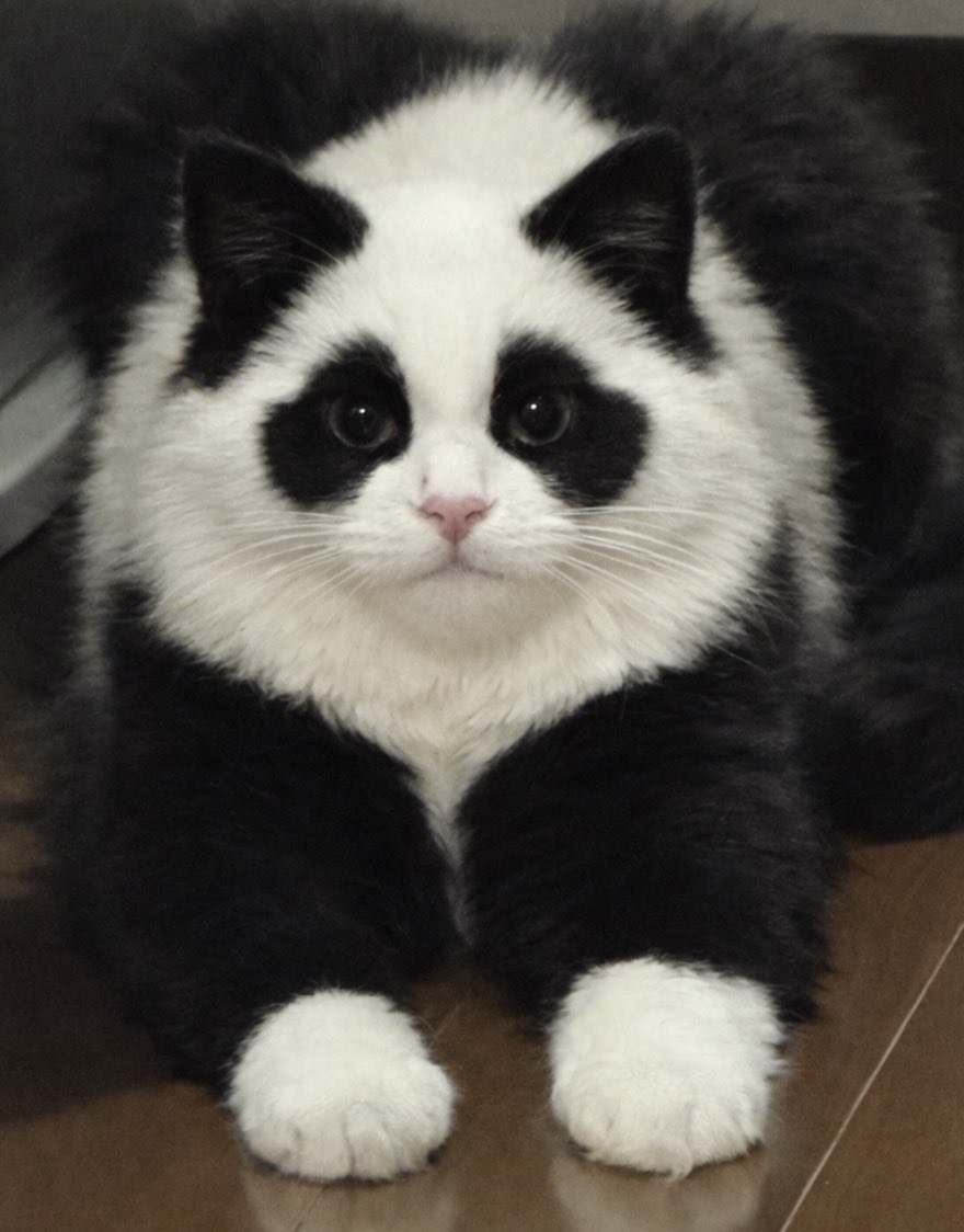2025/07/23注文分(*」´□`)」f.pandaさんの専用だよー！ パンダさんが日本からいなくなるのでウチの猫さんをパンダ風にしとき
