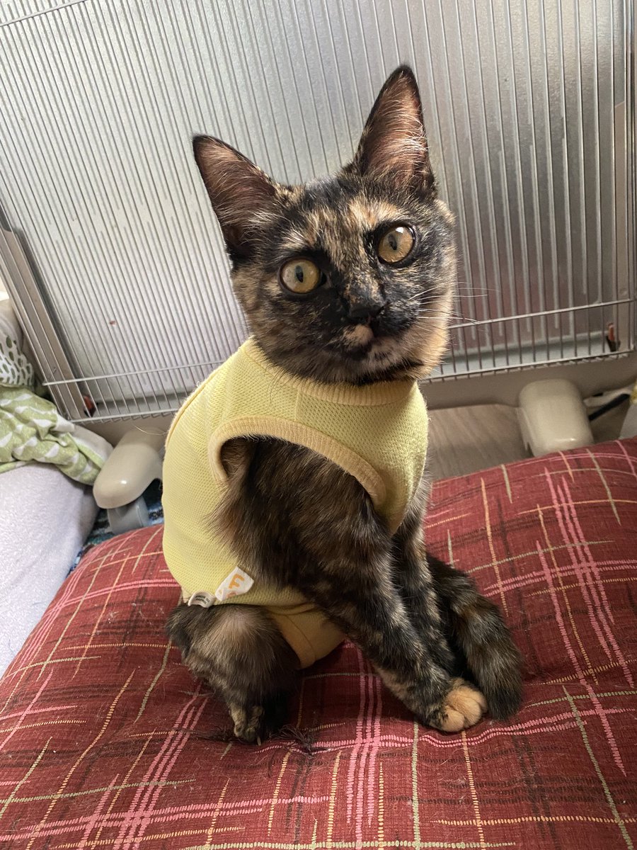 にゃおだて様ページ 今日のうにゃさん