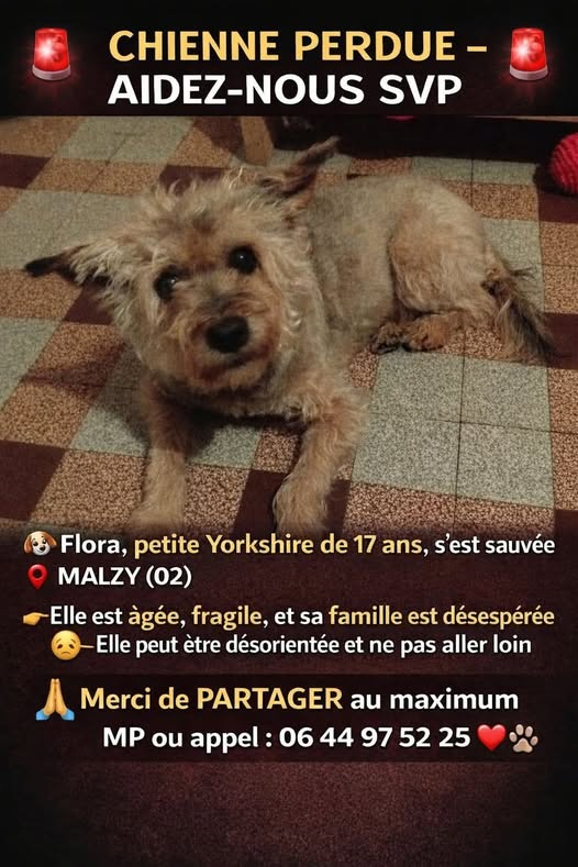 BRINDILLE85 💙🤍💔 🧡 (@brindille851) on Twitter photo 