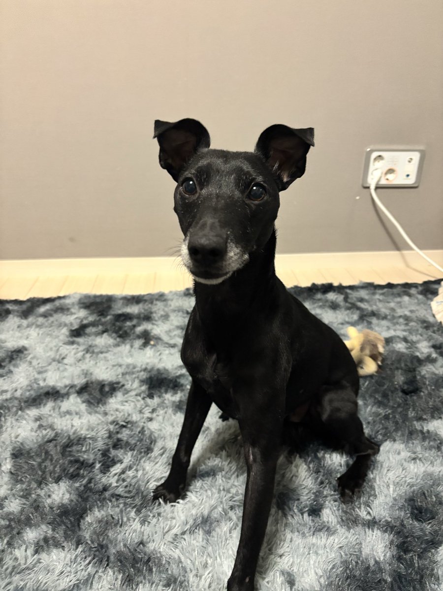 dongeulttolmang's tweet image. 장난꾸러기
#가족찾는하리