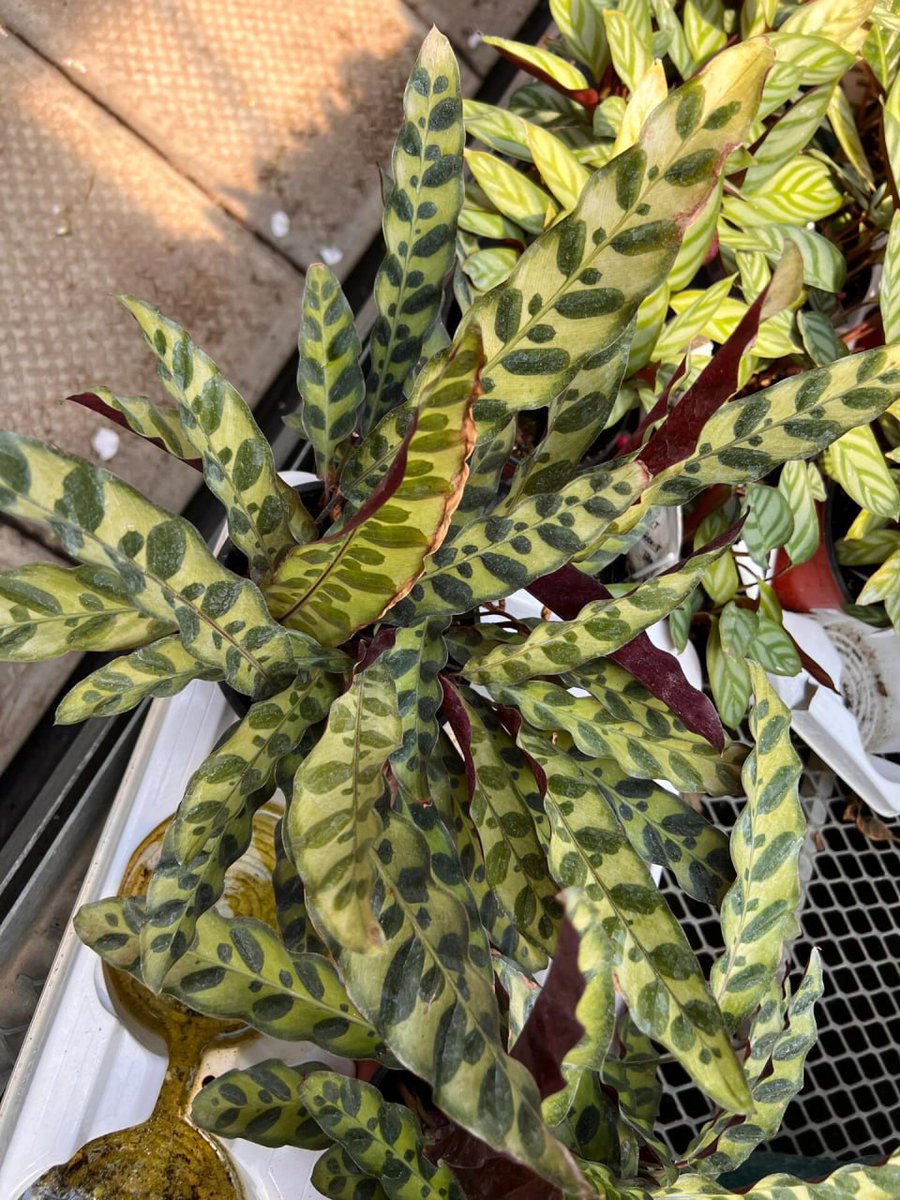Hazel2563's tweet photo. There are a lot of green plants. If you like, you can go and have a look😇🥰 https://t.co/wKHJp1S3Jz