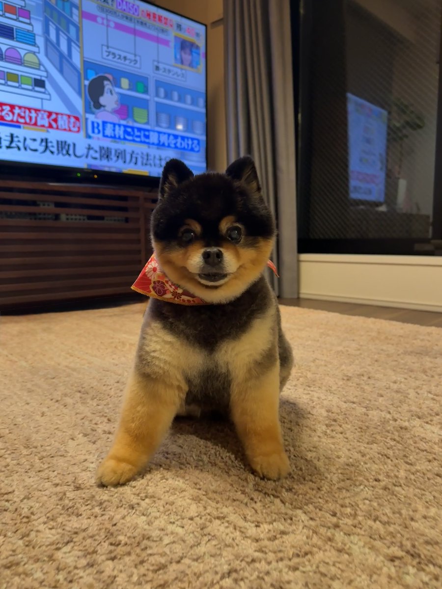 たろ吉(メスのポメ)の飼い主 (@kyabetubatake) / Posts / X