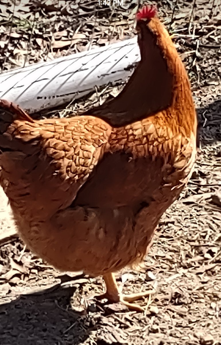 CornbreadRTR's tweet image. Good mornin' ☕🐓
Hope everyone is ok. Looks like a rainy day, good day to catch up on some indoor jobs.. some breakfast and we'll get started.👍🏻 New Hampshire red 👇