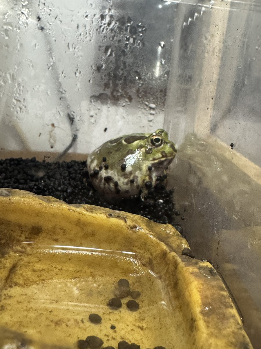 AngryBudget's tweet image. 1ヶ月ぶりくらいにやっとご飯食べてくれたハカセ