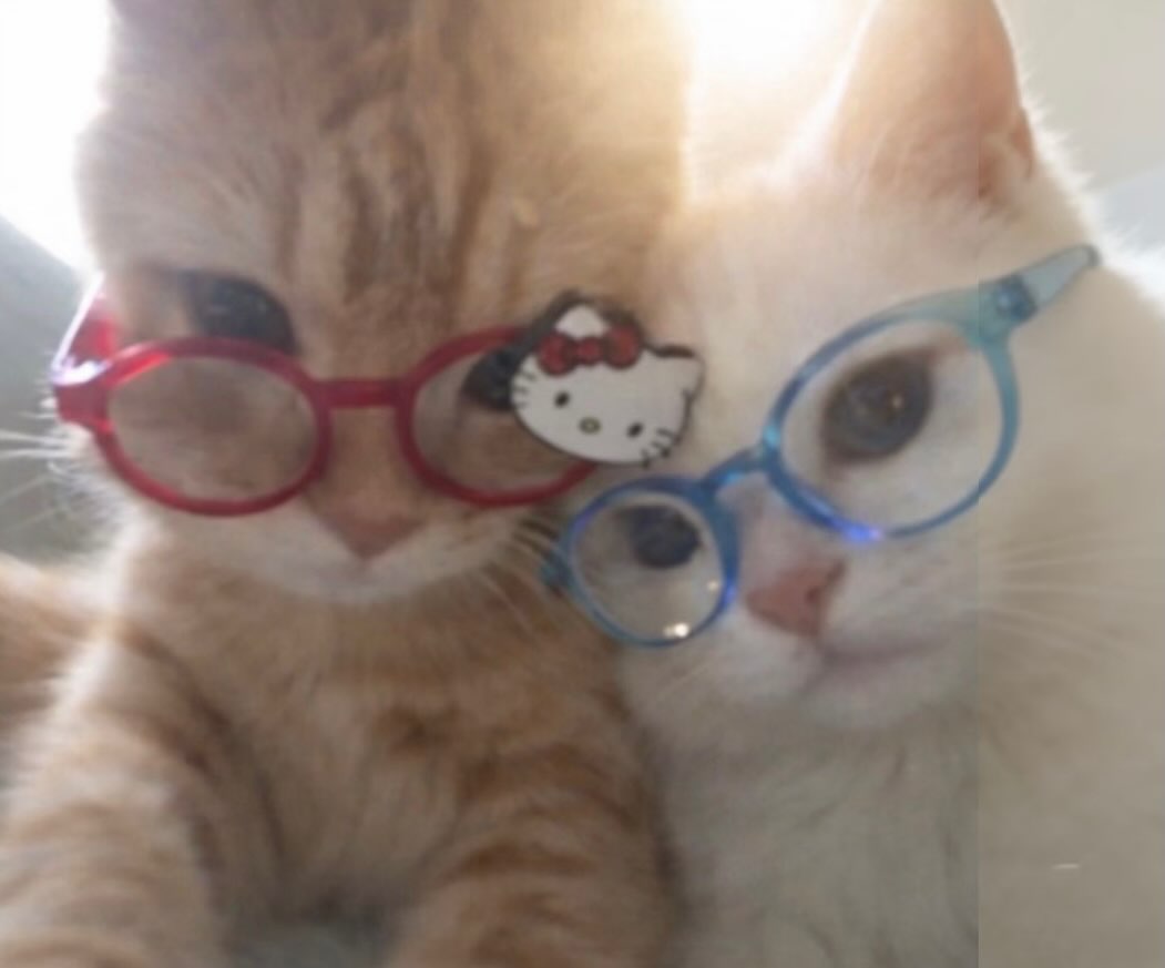 The Pets 𝕏 (@thepetsx) on Twitter photo 