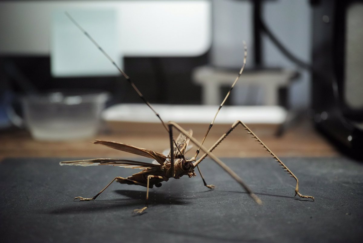 齋藤 徳幸 BAMBOO INSECTS 昆虫竹細工 (@noriji_s) / Posts / X