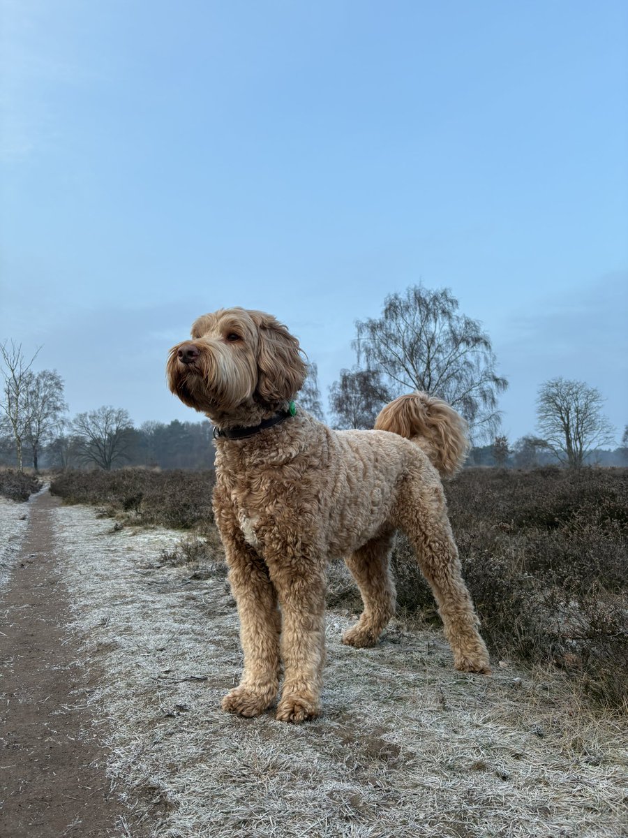 08.30 uur Zondagochtendrondje #holger #GroevenbeekseHeide #Ermelo