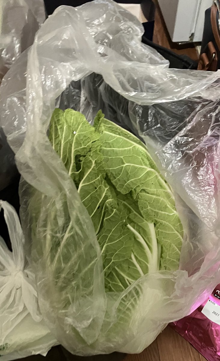 burius's tweet image. ごっついオバケ白菜頂きました