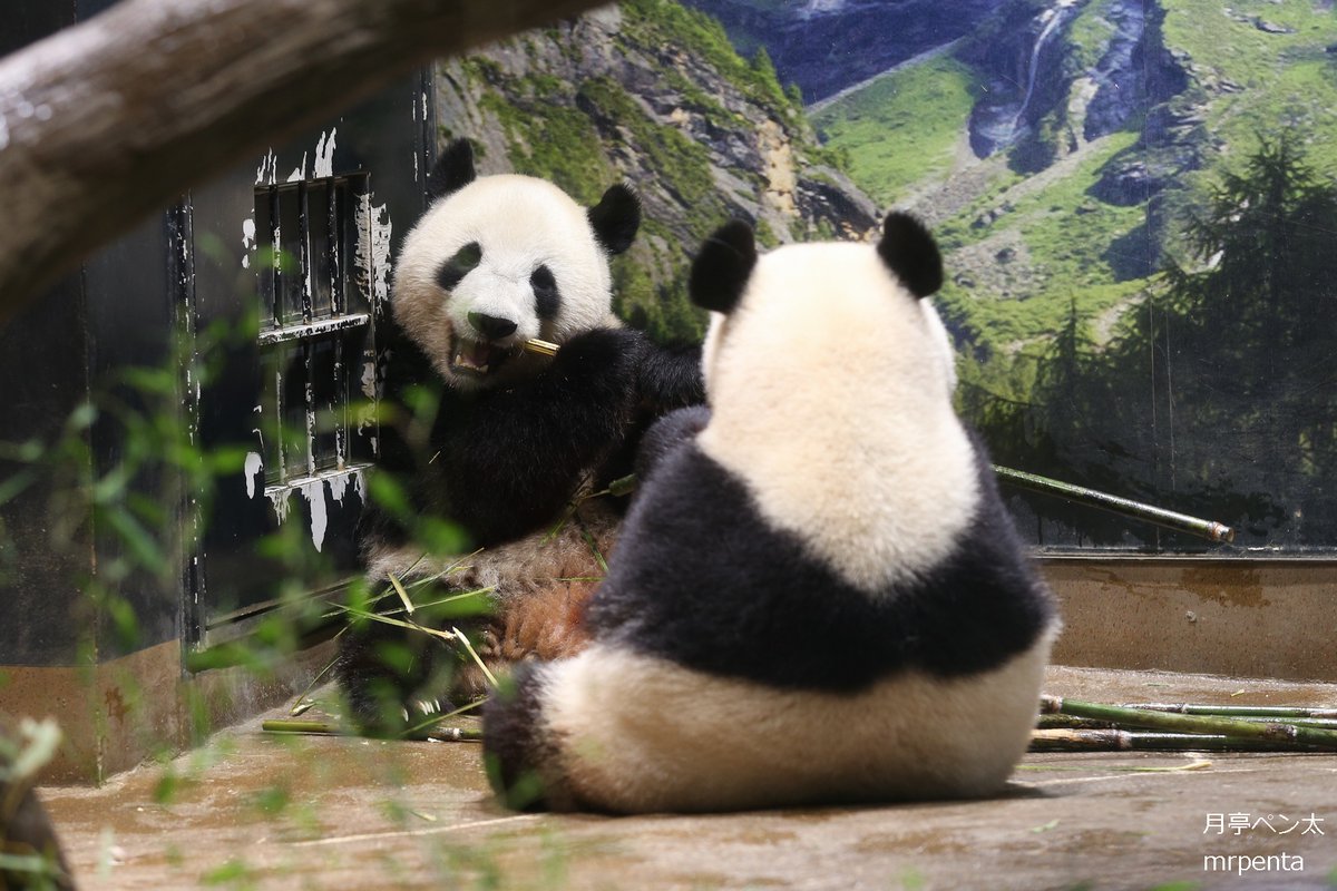 シャオシャオ レイレイ 2023.06.07 #上野動物園