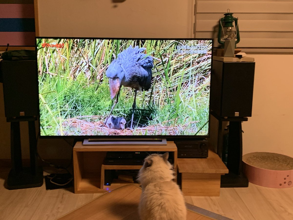 umikkote's tweet photo. いっちゃんは、ダーウィンが来た！が大好き

特に鳥の時はかぶりつきです

今日はハシビロコウ
鳥だって分かったのねー https://t.co/SGnvCpkpwp